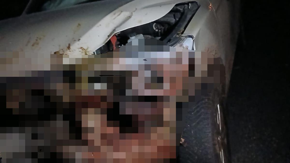 Elazığda kamyonet sürüye çarptı; 30 küçükbaş öldü