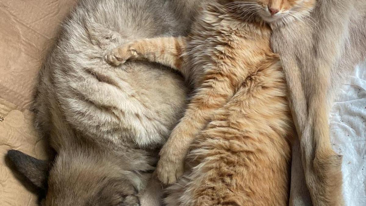 Felçli köpek Mazbut ile kedi İncir arasında duygulandıran bağ