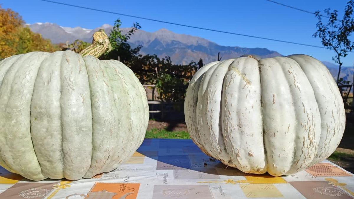 Artvin'de 28 kiloluk kabak yetiştirdi