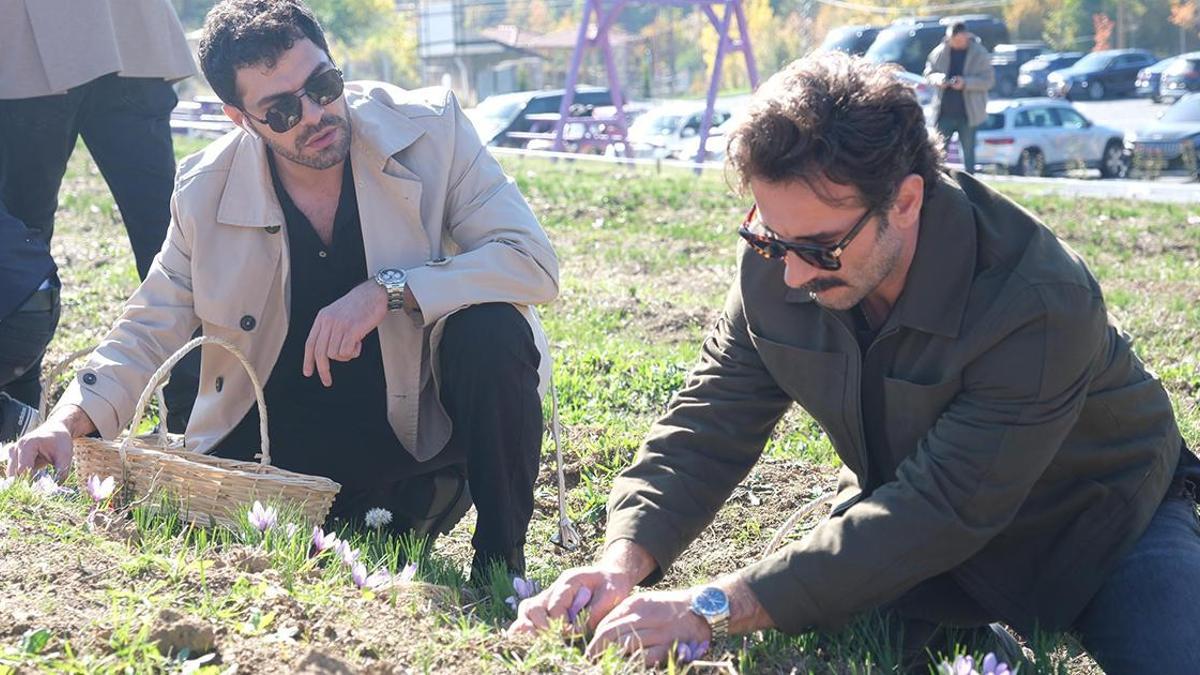 Ünlü oyuncular imece ağı yöntemiyle safran hasadı yaptı