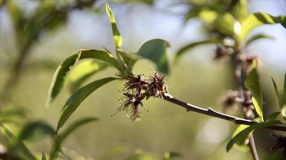 Zirai don mağduru çiftçilere 1,7 milyar liralık ek destek