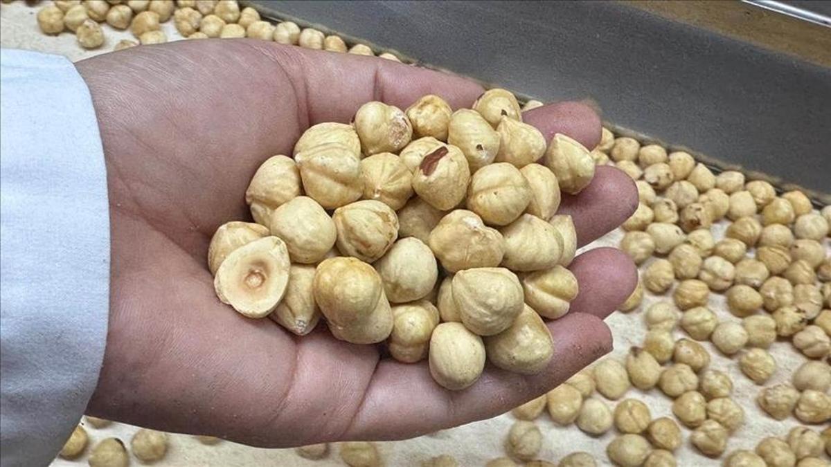 Fındık ihracatından 2 ayda 351 milyon dolar gelir