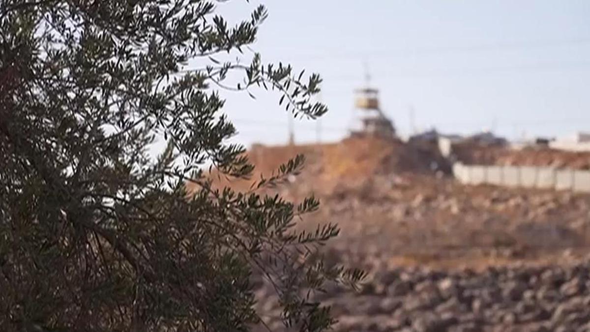 İsrail'in zeytin ağaçları ile derdi ne? Filistinli…