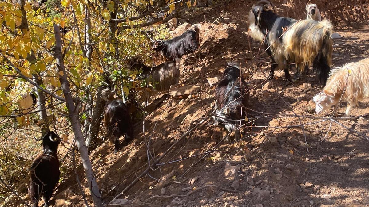 Eski muhtar, dağların çobanı oldu
