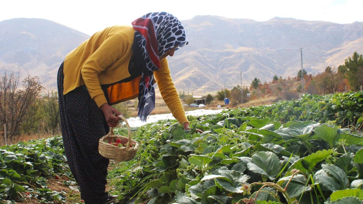 Hobi olarak başladığı çilek üreticiliği geçim kaynakları oldu