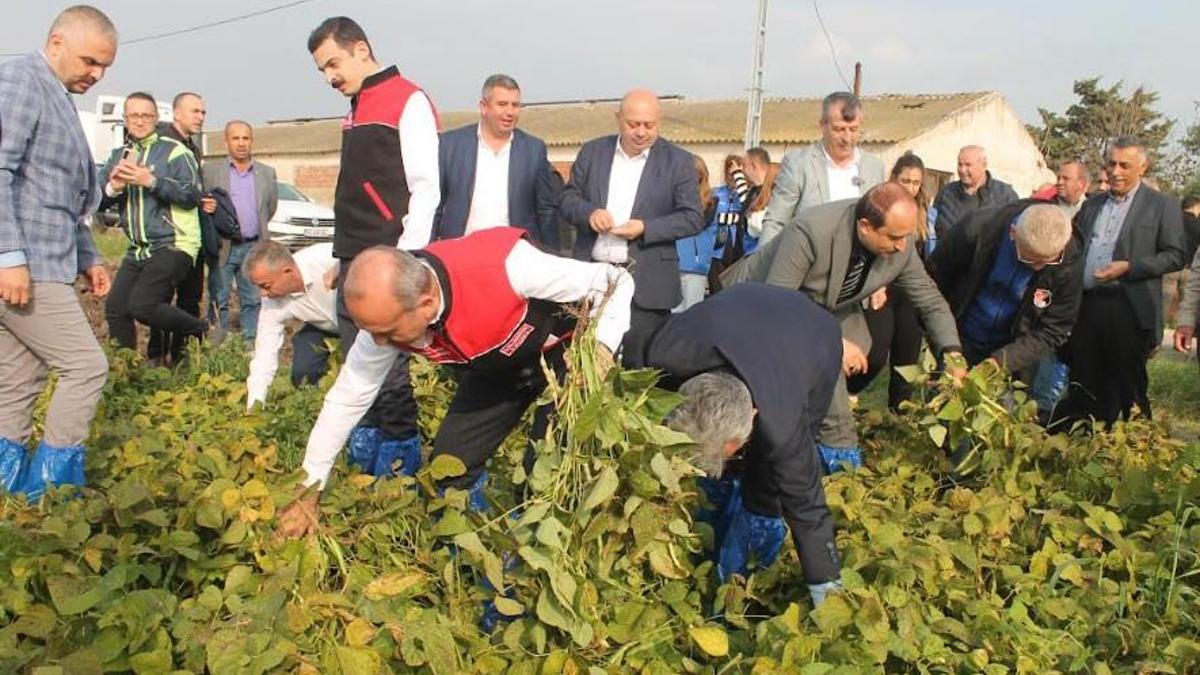 Coğrafi işaretli Kazak fasulyesi hasadı festivalle yapıldı
