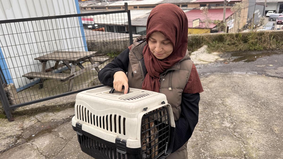 Bacağına yorgun mermi isabet eden kedi, ameliyatla sağlığına kavuştu