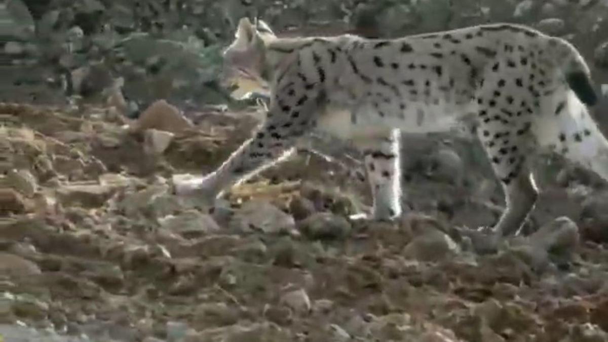 Hakkari'de nesli tehlike altındaki vaşak görüntülendi