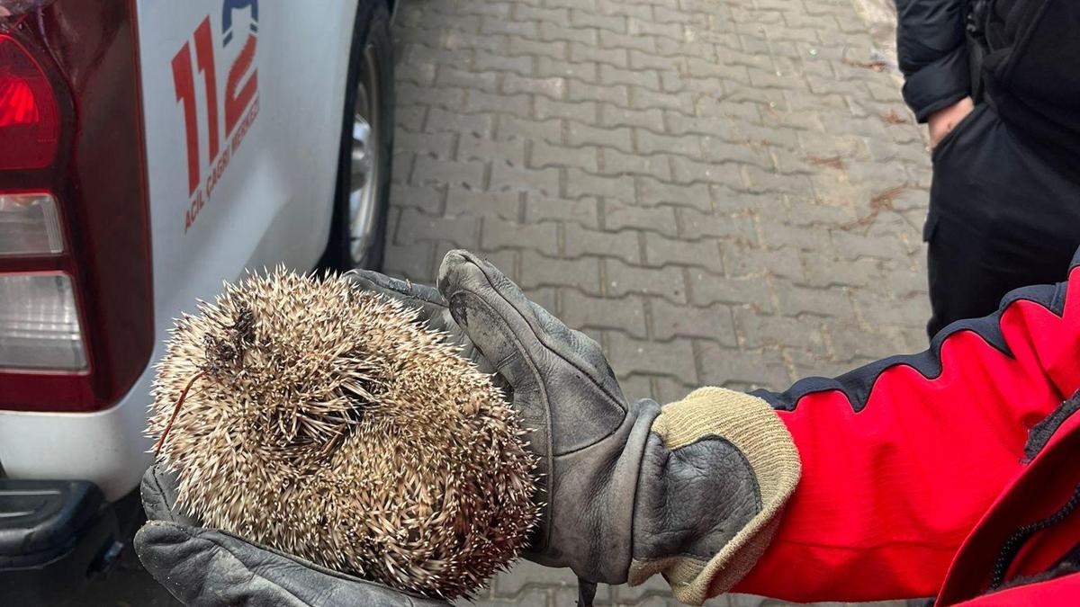 Balıkesir'de mazgala sıkışan kirpiyi itfaiye kurtardı