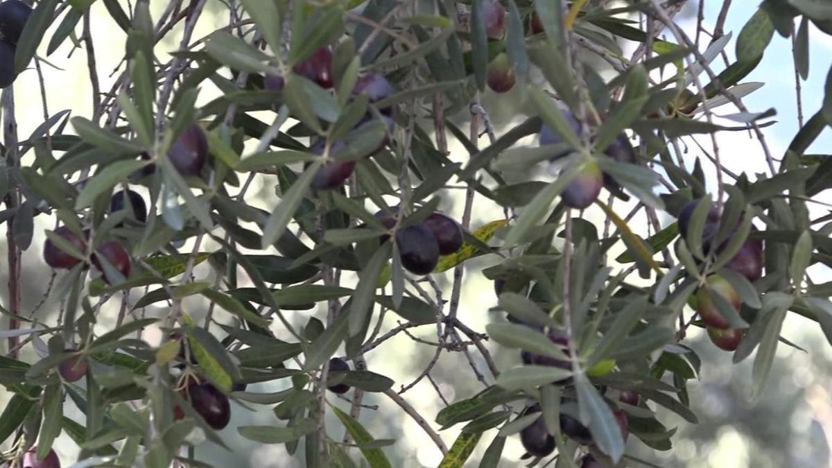 Artvinin ödüllü Butko zeytininde hasat sürüyor