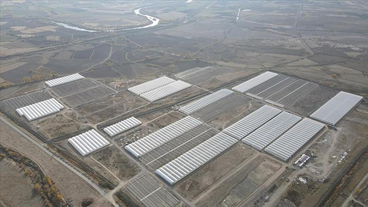 Erzincanda Doğu Anadolunun en büyük toplu sera alanı kuruluyor