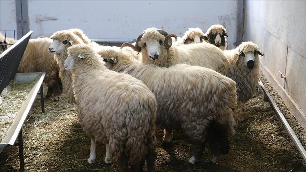 TOGÜ, tescilli karayaka koyununu geliştirme projes…