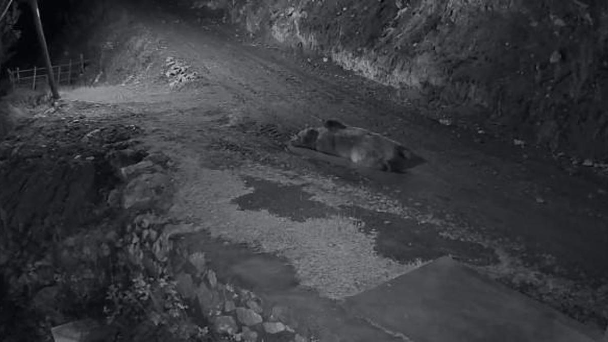 Trabzonda şaşkına çeviren anlar: Mahallenin kabusu olan ayıyı çamurda keyif yaparken bastı