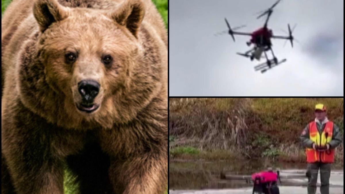 Japonyada artan ayı saldırılarına karşı yeni önlem: Havlayan dronlar