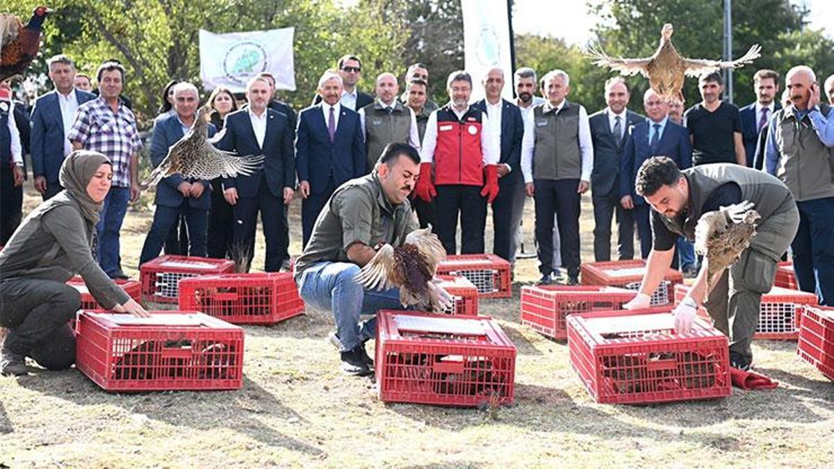 Kene ve kokarcaya karşı 36 bin keklik, 9 bin sülün doğaya salındı