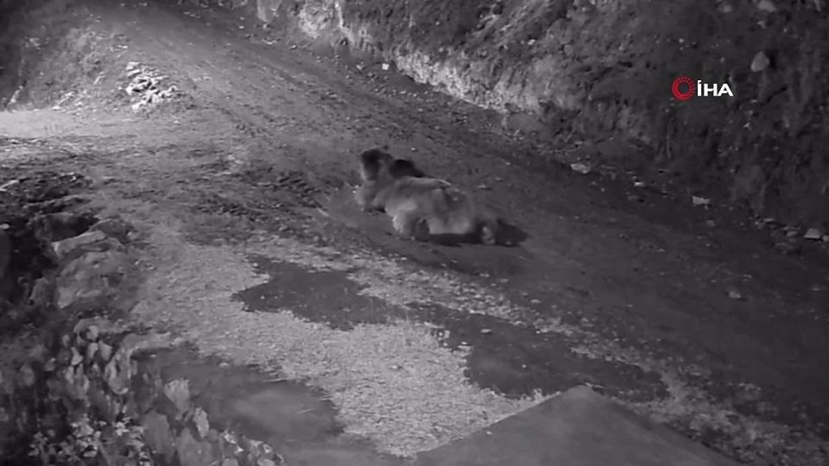 Mahalleliyi bezdiren 'AYI'