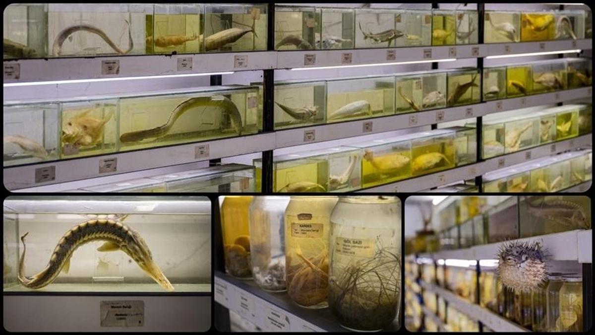 Türkiye denizlerinde 550 balık türü azaldı: Uzmanlar alarm verdi