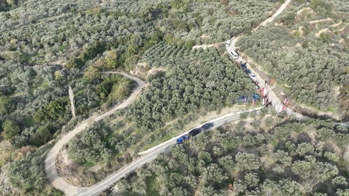 Hatayda zeytin hasadına başlandı; 201 bin ton rekolte bekleniyor