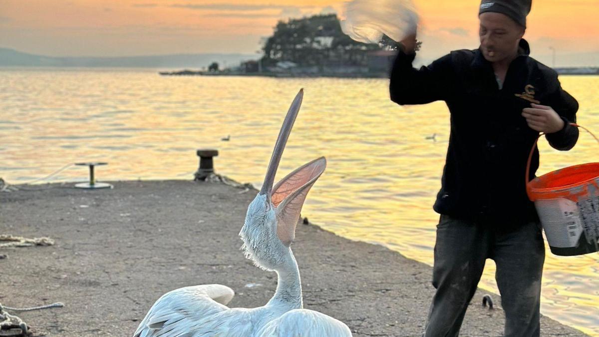 Erdekte sürpriz misafir! Sahile gelen pelikan vatandaşların ilgi odağı oldu