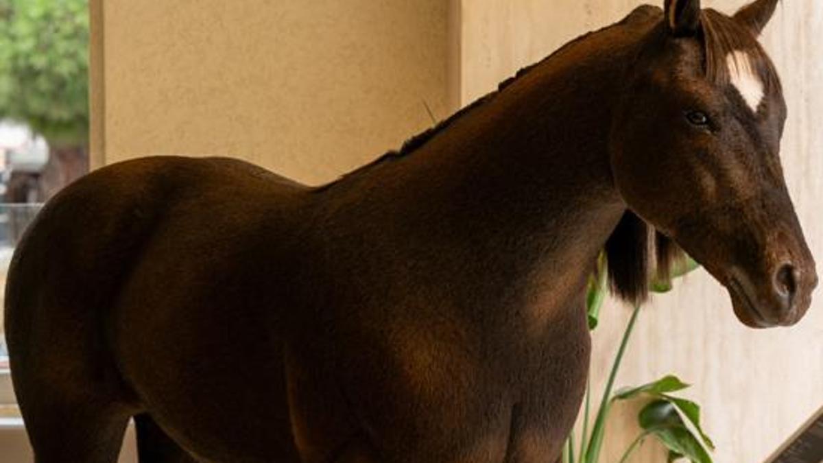 Espressolab’ın animatronik kahvesi