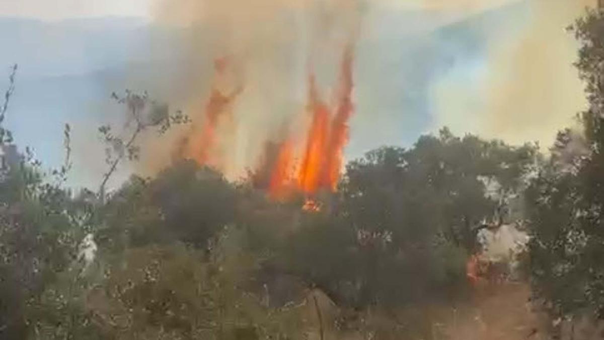 Aydın Bozdoğanda orman yangını