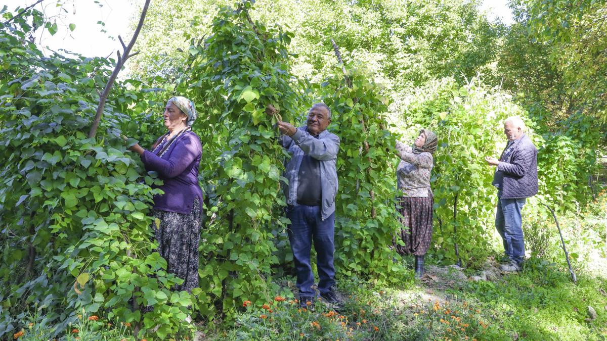 Atalık tohumlar gelecek nesillere aktarılıyor