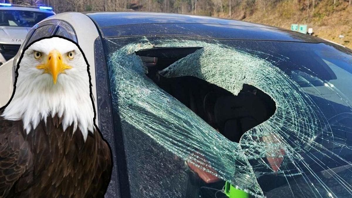 Buna inanmayacaksınız! diyerek anlattı: Olayın sorumlusu bir kel kartal