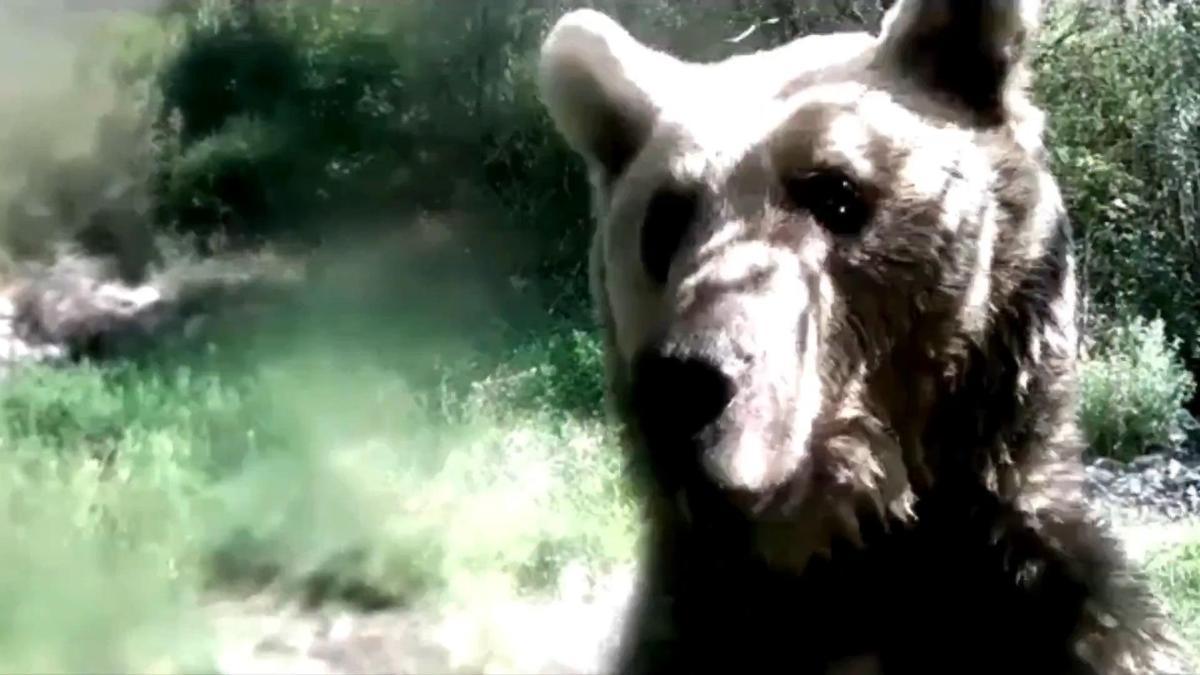 Ormanda yavrularıyla gezen ayı, fotokapana saldırdı