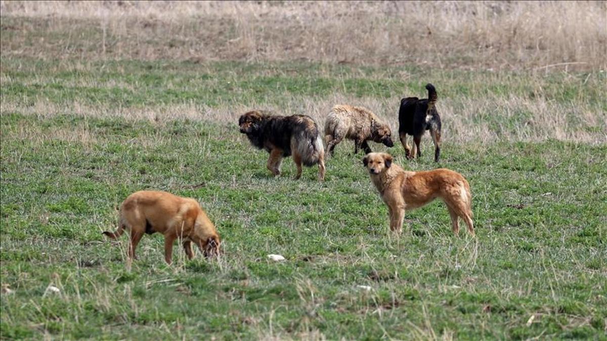 İstanbulda sahipsiz köpekler için yeni düzenleme