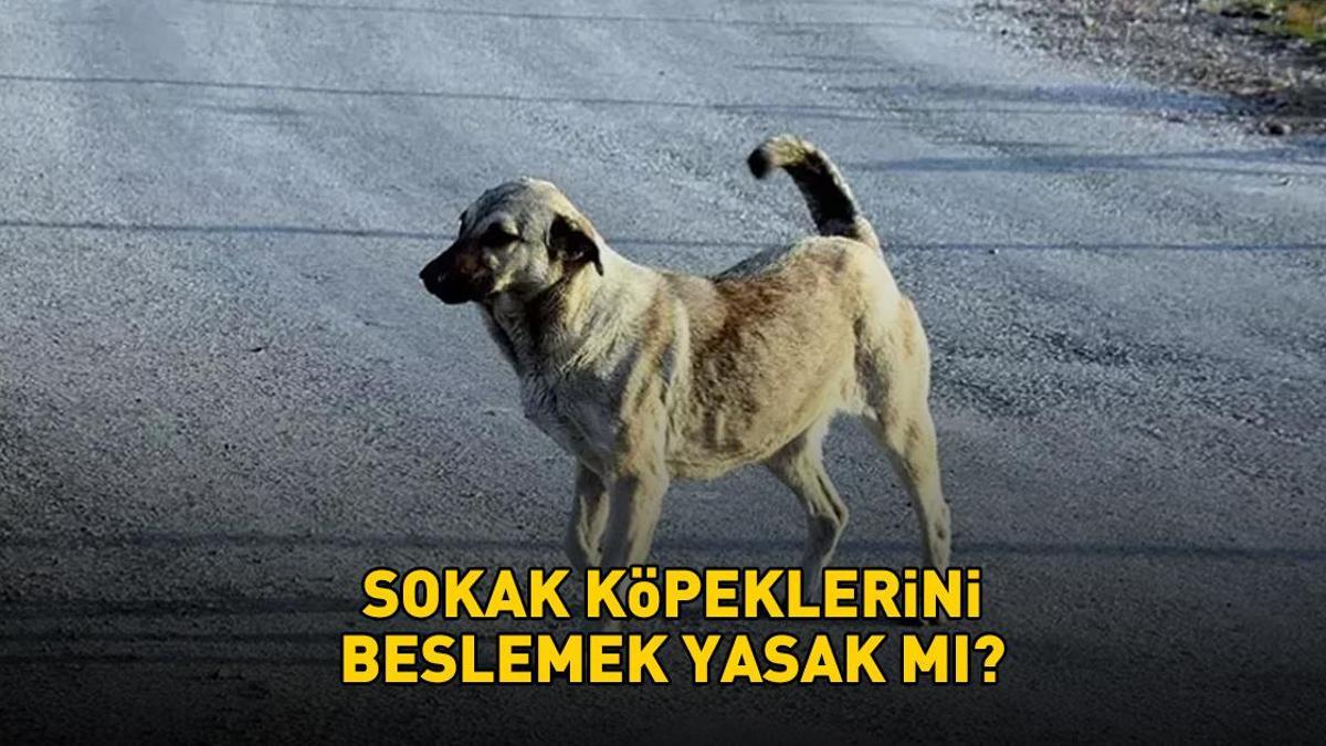 Sokak köpeklerini beslemek yasak mı? Sokak köpekleri besleme cezası ne kadar, kaç TL? İstanbul Valiliği'nden son dakika açıklaması!