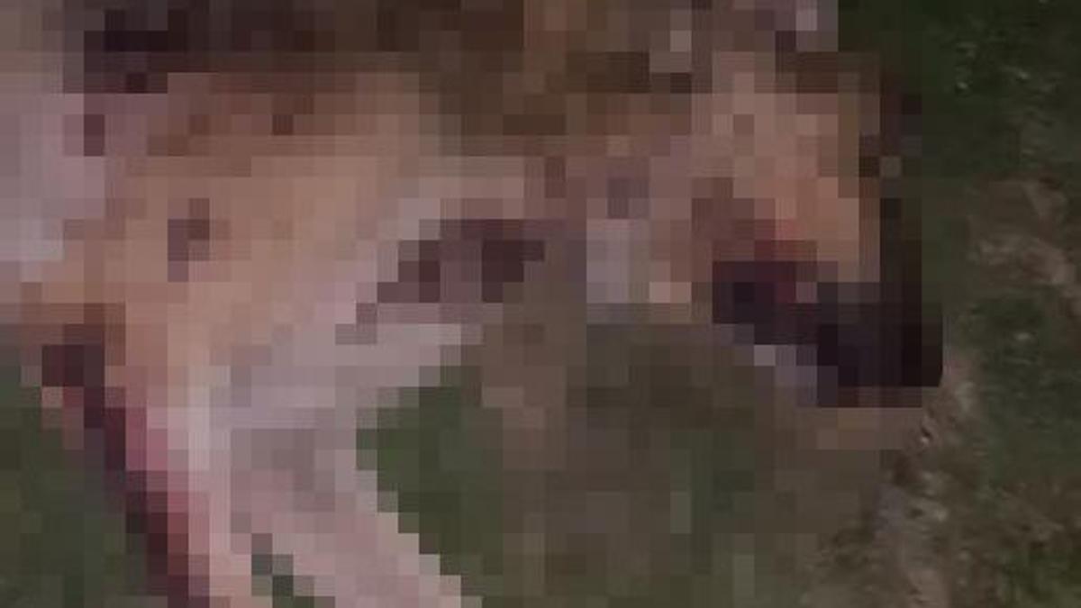 Samsun'da kan donduran olay! 9 köpek silahla vurulmuş halde bulundu