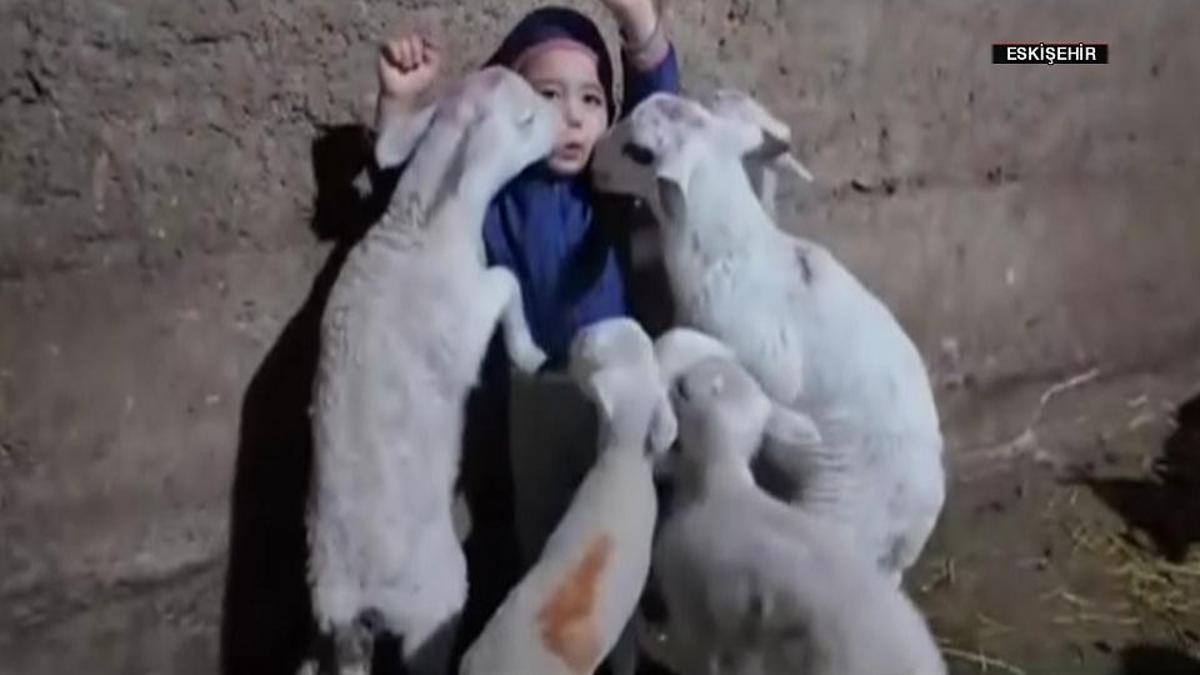 Yusuf Alp'in kuzularla zorlu imtihanı