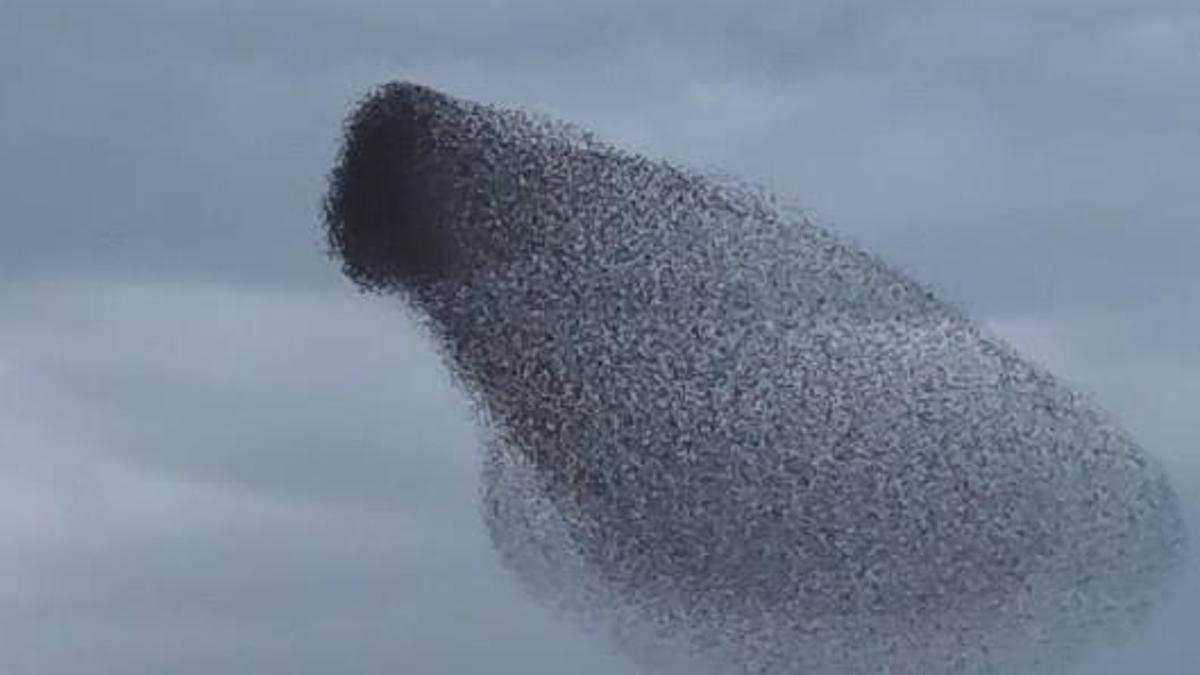 Ankara'da sığırcıkların gökyüzündeki dansı kamerada