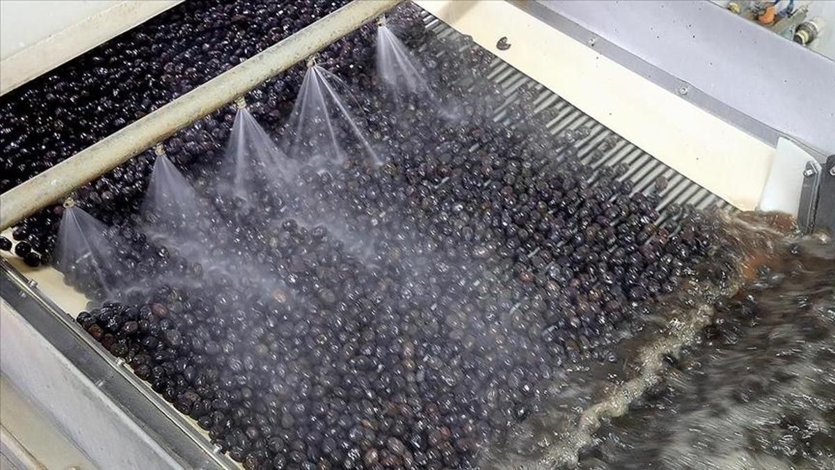 Marmarabirlikten 50 milyon dolarlık ihracat hamlesi