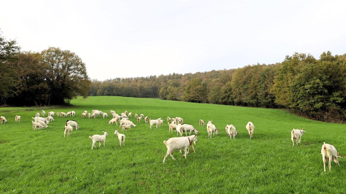 Kocaeli Büyükşehir Belediyesinin süt otu desteğiyl…
