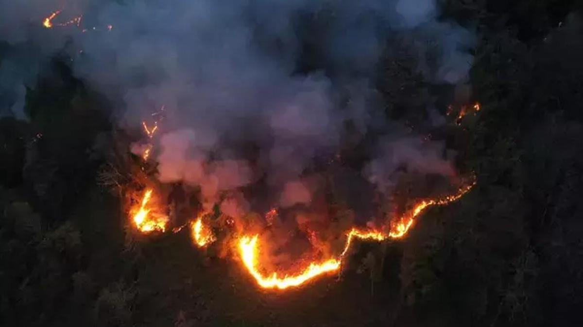 Artvin'de örtü yangını ormana sıçradı