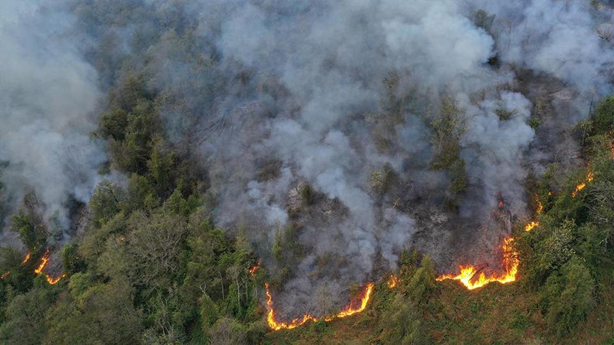 Artvin'deki örtü yangını kontrol altına alındı