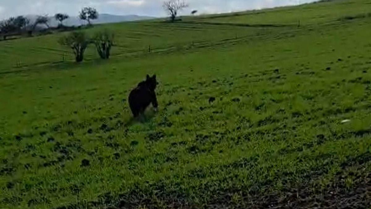 Köy yoluna inen ayı kamerada