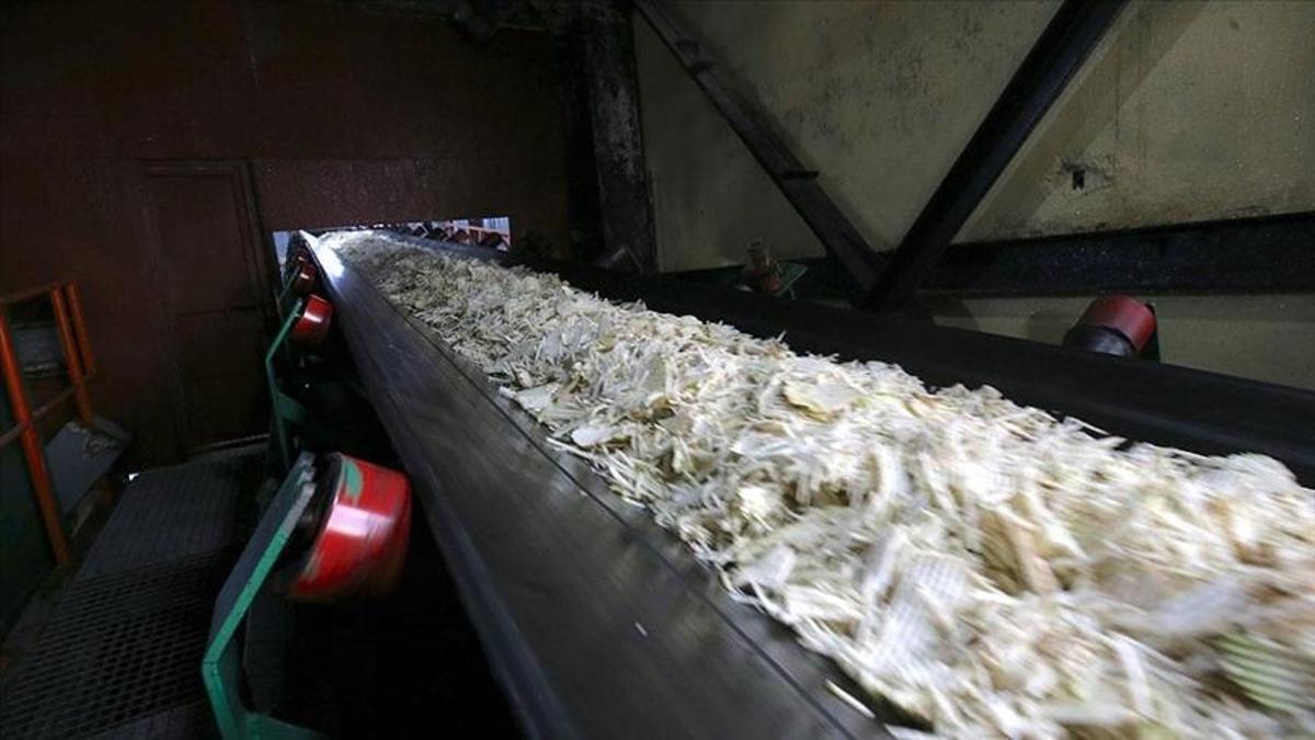 Muş ve Vanda şeker pancarı hasadı başladı