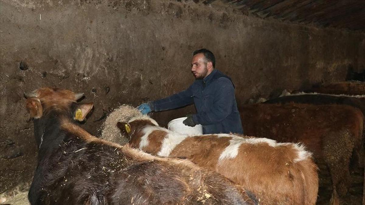 Ağrılı genç girişimci, 250 bin lira hibeyle kendi hayvancılık işini kurdu