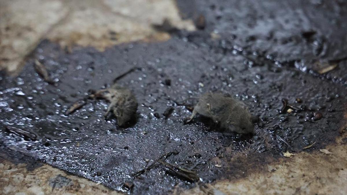 ÖLÜ FARELER ARASINDA ÜRETİM! Kilis'te mide bulandıran görüntüler