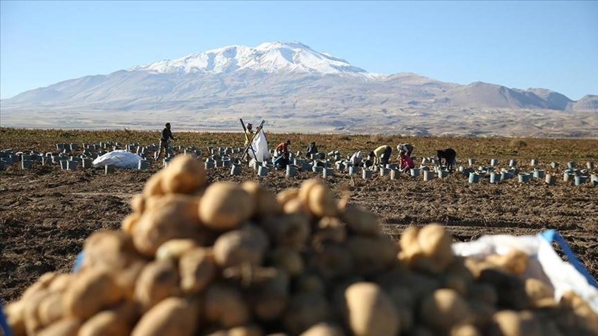 Bitliste patates hasadı hızlandı: 250 bin ton rekolte beklentisi