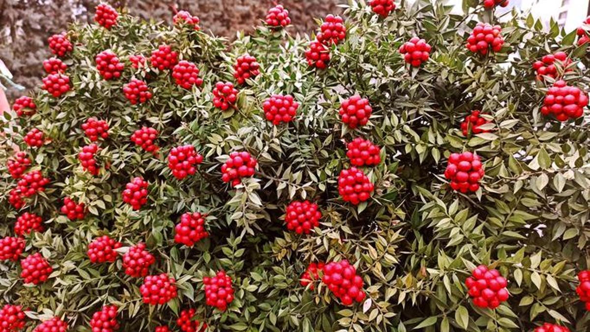 Yalnızca Aralık'ta satılıyor: Fiyatları 500 TL'den başlıyor!