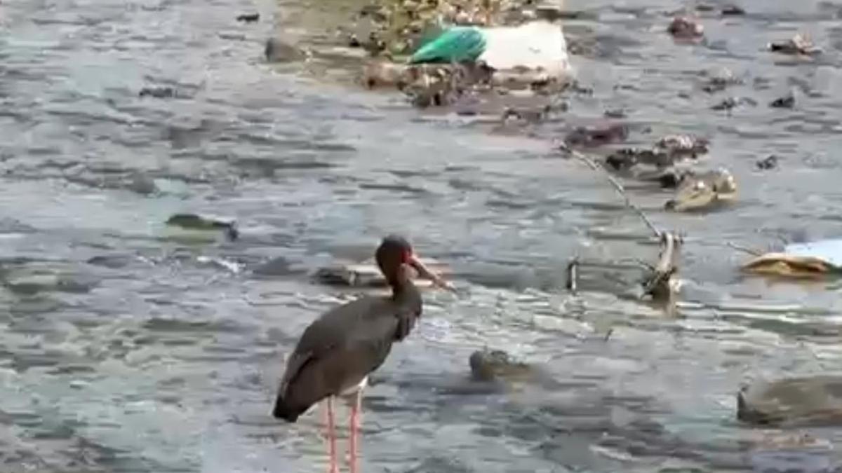 Karabük'te kara leylek görüldü