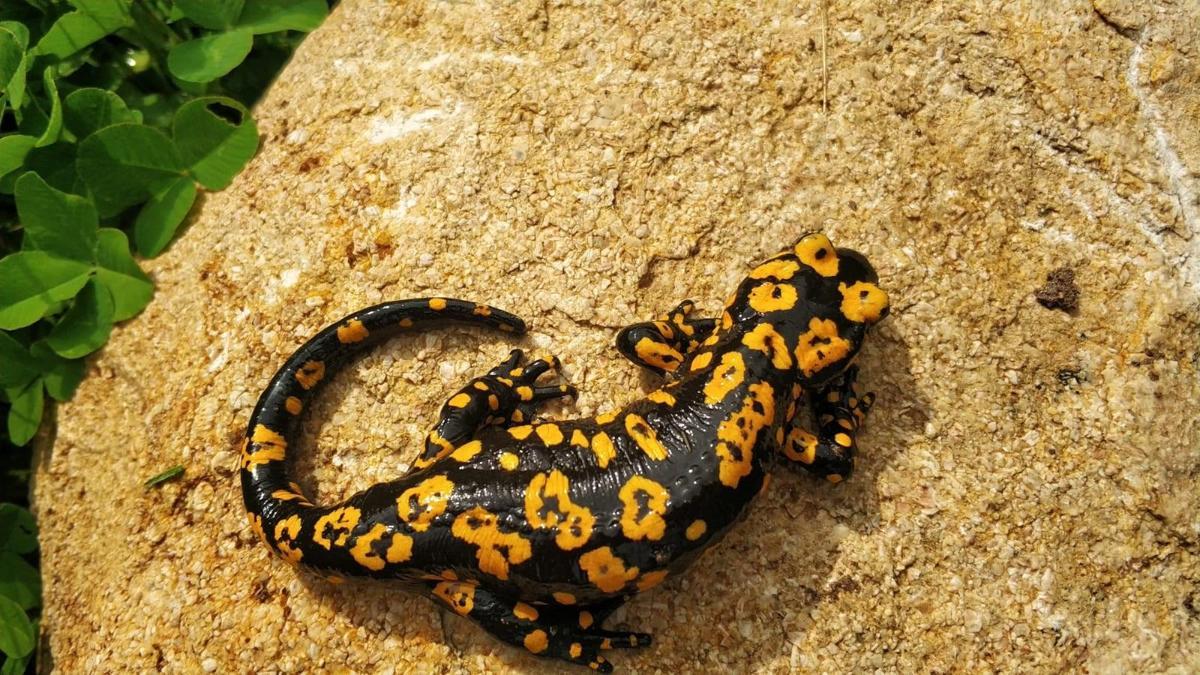 Erzincan'da benekli semenderler görüntülendi