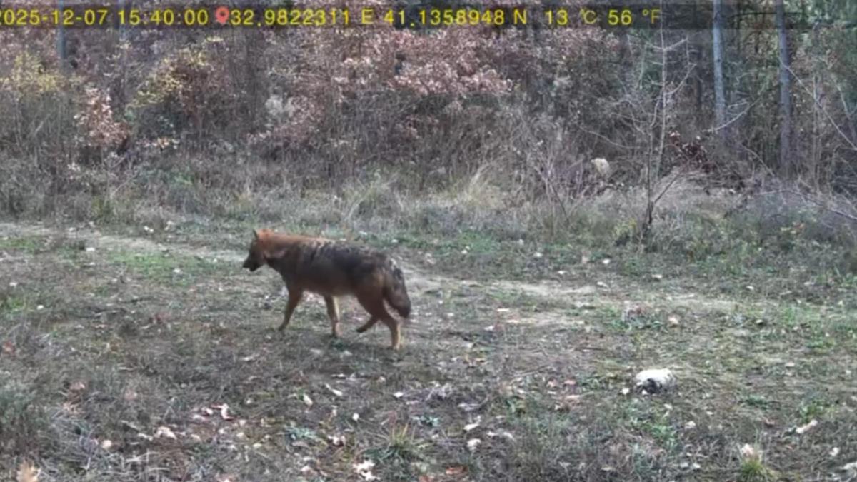 Ormanda dolaşan vaşak ile kurt fotokapana yansıdı