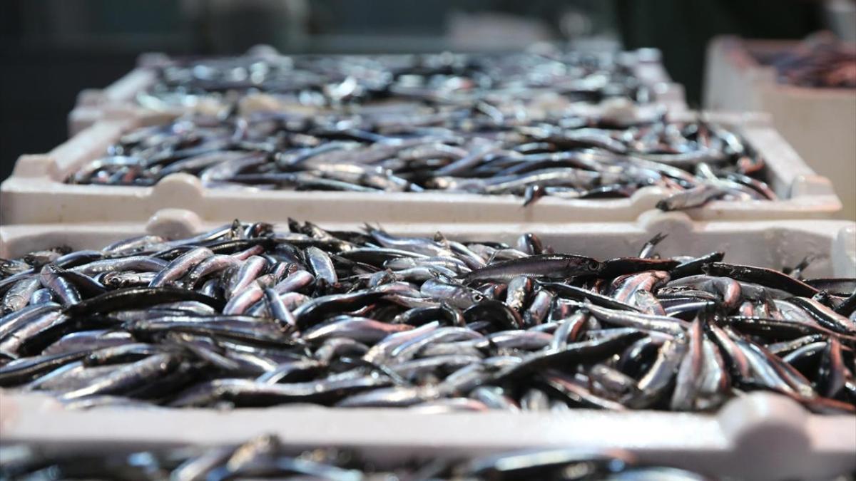 Balıkçıların yüzünü hamsi güldürdü