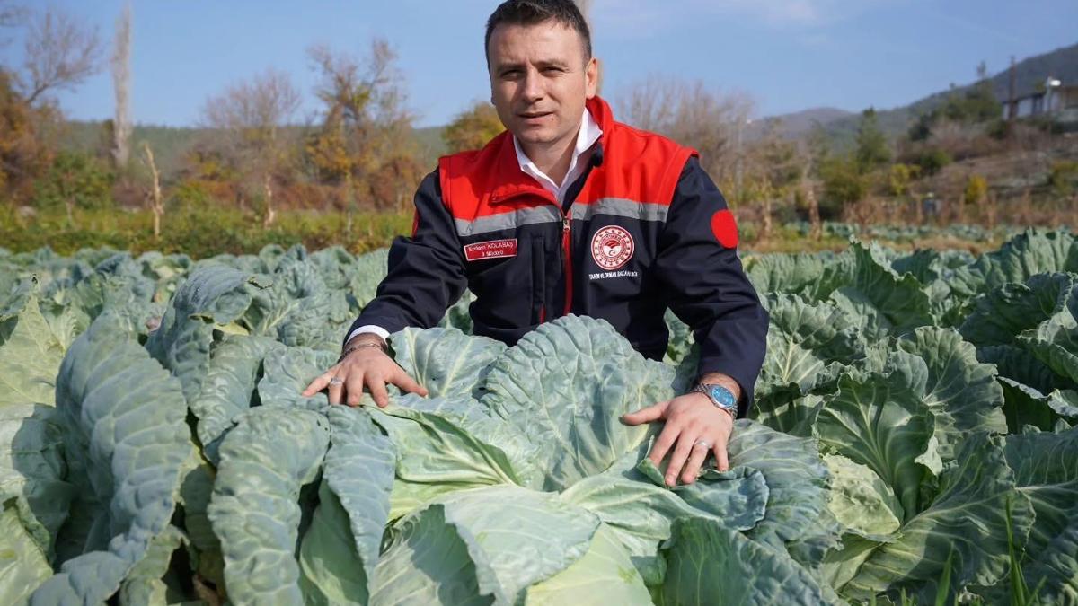 Hasanbeylide lahana hasadı yapıldı