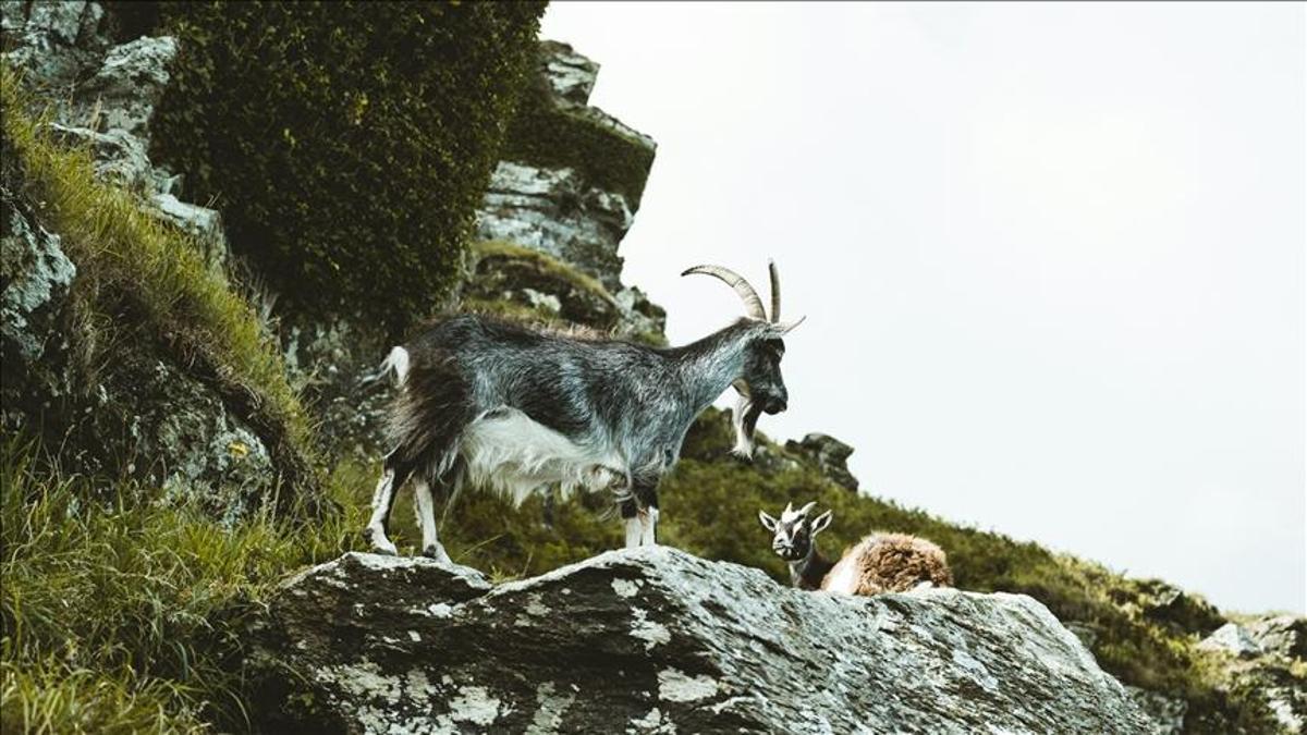 DKMP ekiplerinden yasa dışı avcılığa geçit yok