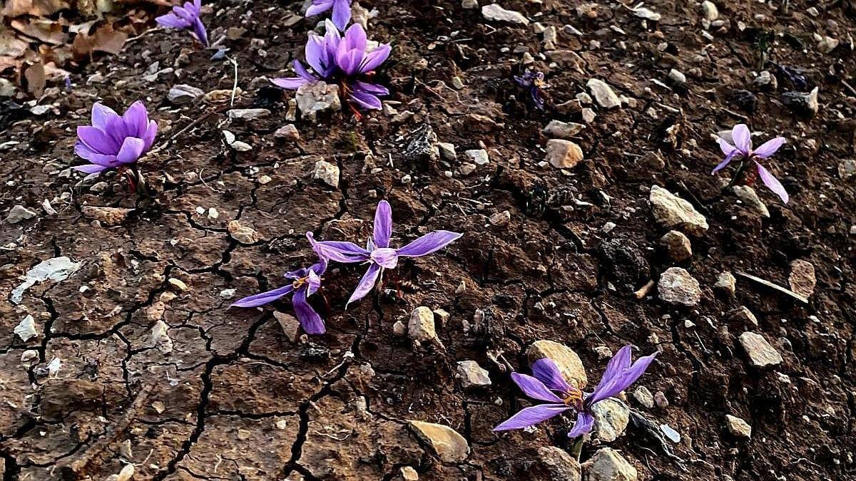 Siirtte ilk safran üretimi